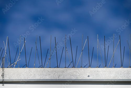 Canvastavla Bird spikes point skywards to stop birds perching