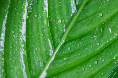 Foto Fresh green leaf with water droplet texture and natural vein pattern conveying c