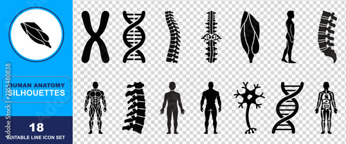 Set of eighteen human anatomy silhouettes including dna strands spine segments muscle groups and internal organs isolated on a transparent background for medical design