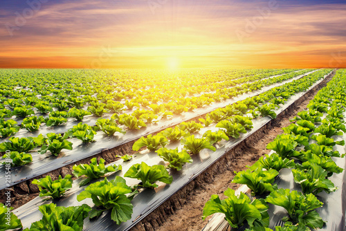Young Green Seedling Growing in Rich Soil Held by Gloved Hands
