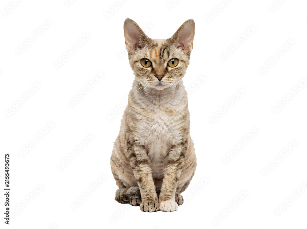 Fototapeta premium Cute cat sitting and looking ahead.