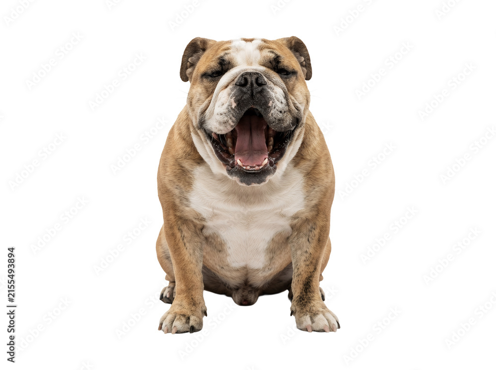 Fototapeta premium Cute English bulldog yawning with mouth open.