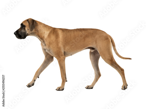 Full length profile of a fawn Great Dane dog walking sideways isolated on white background.
