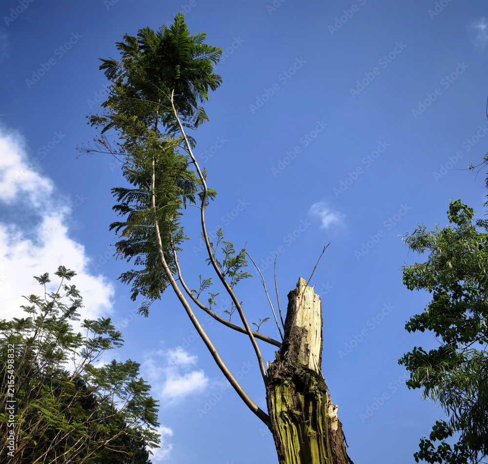 Fototapeta premium Resilient Tree Regrowth Under Blue Sky
