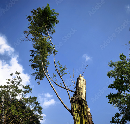 Obraz na plátne Resilient Tree Regrowth Under Blue Sky