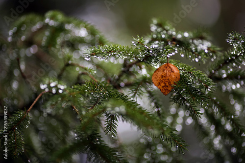 Juniper leaves in the autumn