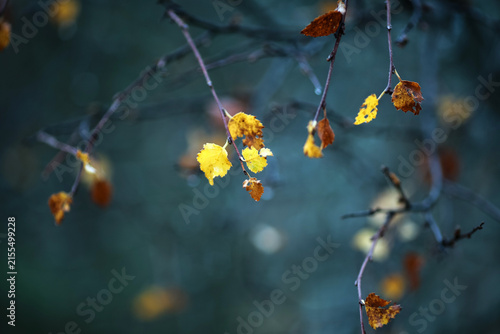Birch leaves in the autumn