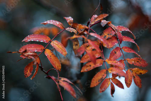 Rowan leaves in the autumn