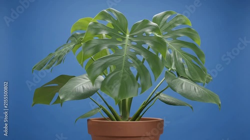 Lush green Monstera deliciosa houseplant in a terracotta pot, isolated against a vibrant blue studio background, showcasing its glossy leaves gently swaying, perfect for botanical themes and home