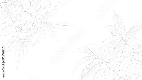 Detailed botanical sketch of a maple leaf with intricate vein patterns is presented on transparent background foliage drawing illustration veins plant flora nature
