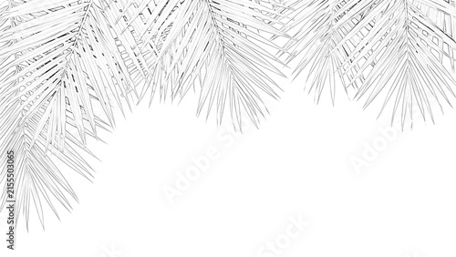 Detailed fern leaf sketch illustration with delicate veins presented on transparent background leaves foliage botanical drawing vector graphic design element nature plant flora