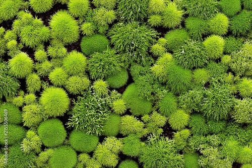 Green mossy ground cover in a dense organic pattern, natural texture backdrop