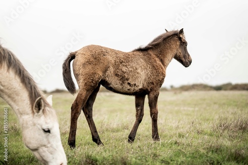 Konstfotografi Young brown foal standing in a windswept grassy meadow with a grazing white hors