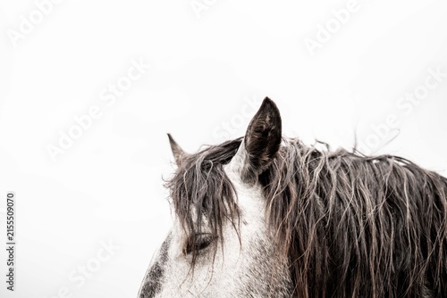 Close-up profile portrait of a gray horse with wet dark mane against a clean white background, showing detailed eye and coat texture