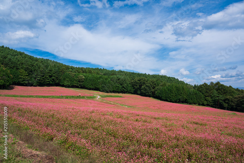 信州の秋の風景 赤そばの里