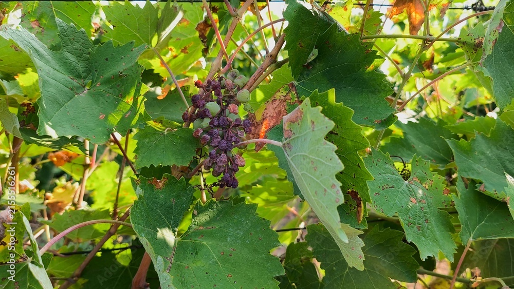 Naklejka premium Close-up of a damaged grape cluster (Feteasca Alba) infected with black rot (Guignardia bidwellii) fungal disease in a vineyard in Iasi, Romania.