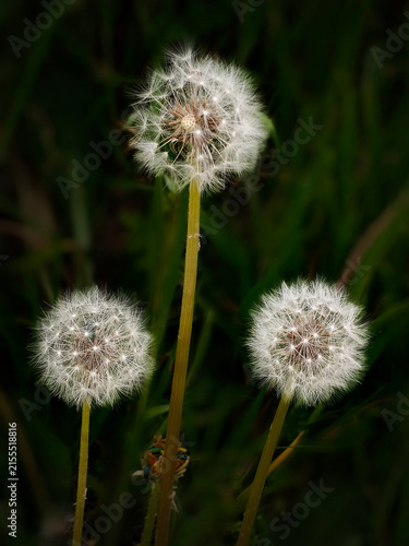 Konstfotografi Vilanos. Diente de León (Taraxacum officinale)