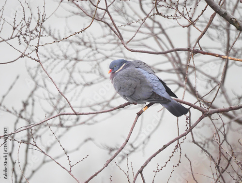 Wood Pigeon (Columba palumbus) resting on a branch in cold winter fog