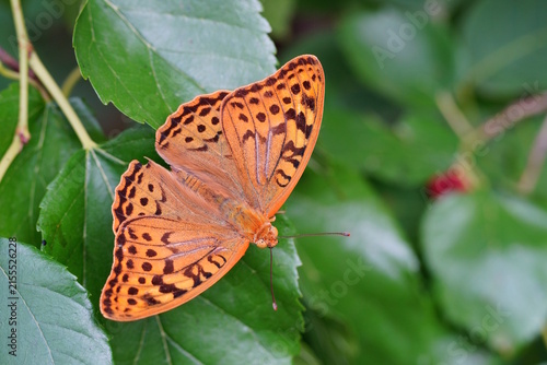 A mother-of-pearl butterfly sits on a green leaf.