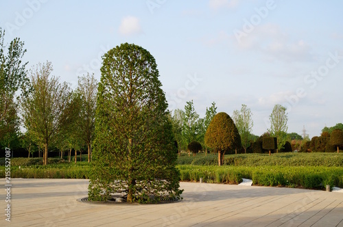 Green trees and shrubs in the city park.