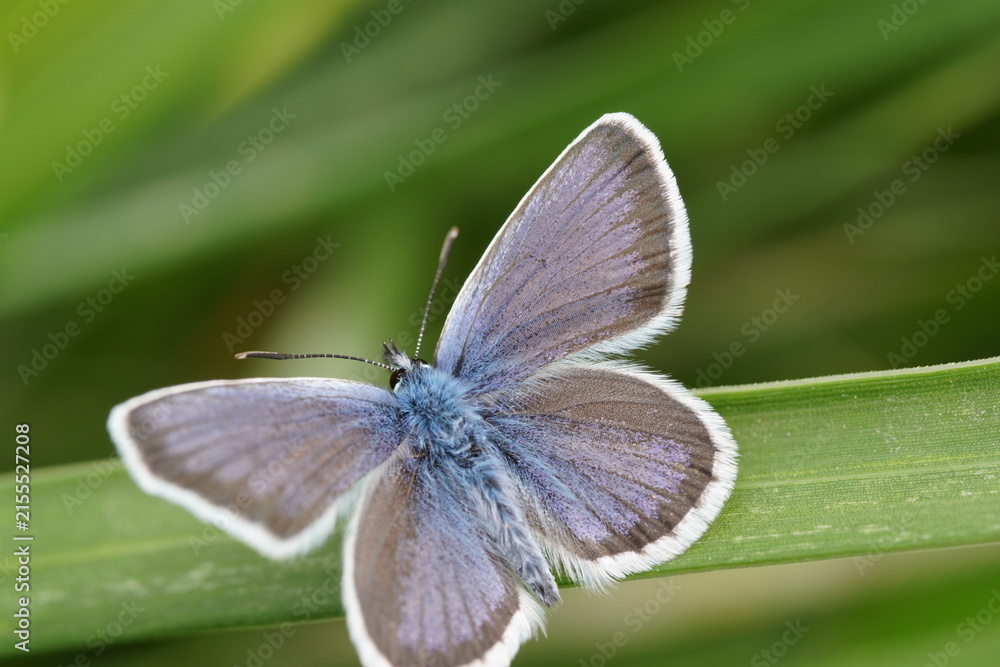 Fototapeta premium A small blue butterfly on the green grass.