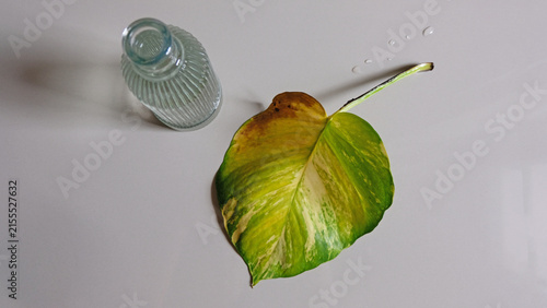 Single Green and yellow leaf in a minimal glass vase.
