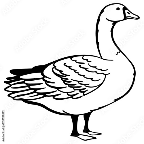 white domestic goose