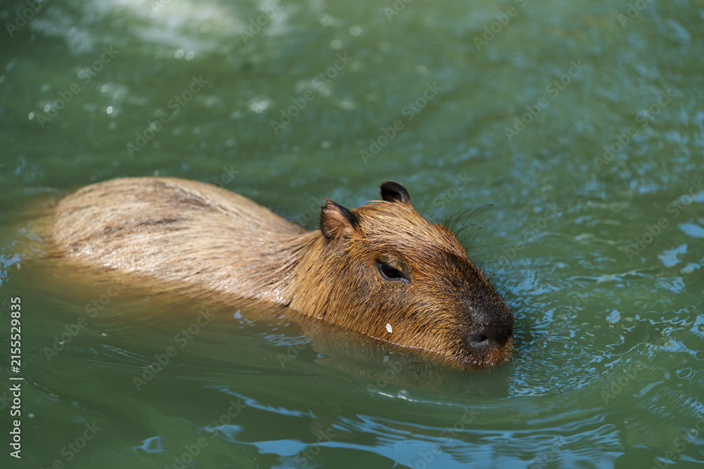 Fototapeta premium capybara swimming in pond