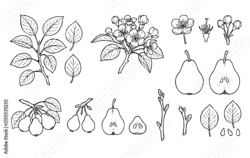 Pear botanical line art vector set with fruits, flowers, branch, leaves, half cut pear, and seeds