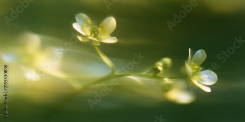 Dreamy soft focus macro photograph of delicate white wildflowers against a smooth green background