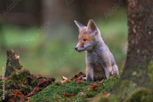 Canvastavla Cute small red fox cub Vulpes vulpes sitting on a green mossy ground next to a t
