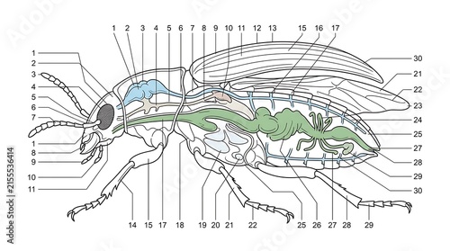 Diagram showing the internal biological structure of a beetle