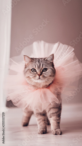 Cute cat wearing pink tulle collar walking on wooden floor with soft light and calm mood