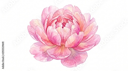 Beautiful hand painted watercolor illustration of a single blooming pink peony flower isolated on a white background.