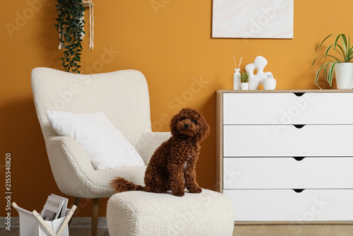 Cute brown toy poodle dog s...