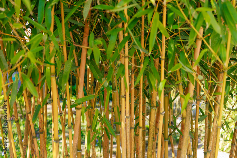 Obraz premium Flachrohr-Bambus - Phyllostachys f. aurenocaulis