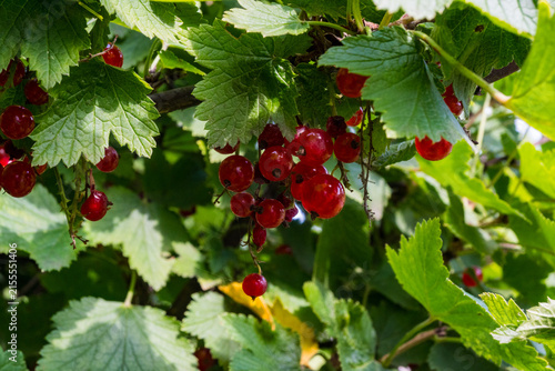 Obraz na płótnie A bountiful cluster of red currants hanging heavily on a branch among green leaves