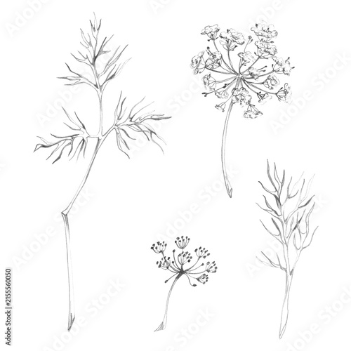Dill, yarrow, Cosmos or chamomile, flowering medicinal plants finely detailed blossoms, foliage. Hand drawn pencil illustration. Botanical field guides, ecological studies, wildflower identification