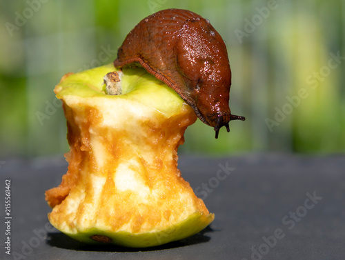 Brown Spanish slug eats apple cores in an orchard. invasive pests