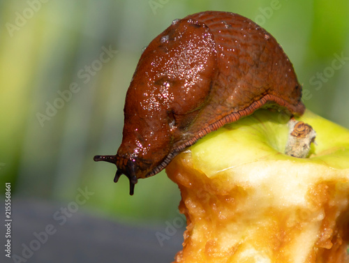 Brown Spanish slug eats apple cores in an orchard. invasive pests