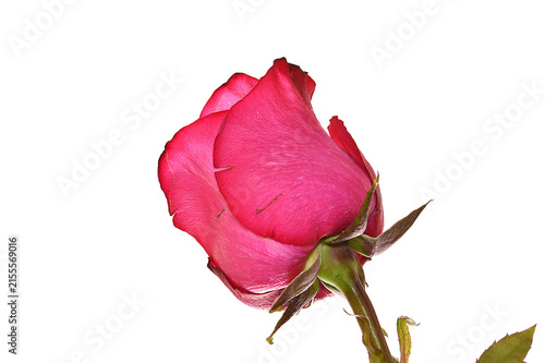 flower isolated on white background