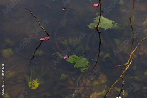 Foto Twigs and leaves floating in murky pond water