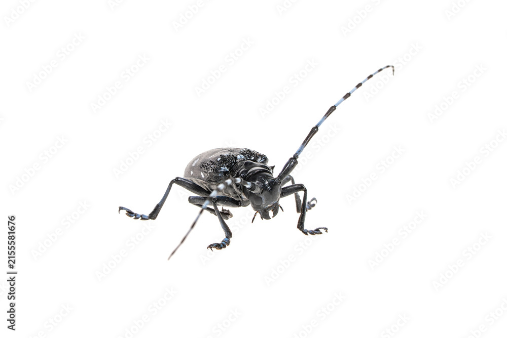 Obraz premium Adult Asian Longhorned Beetle, or starry sky, or sky beetle, or ALB isolated on white