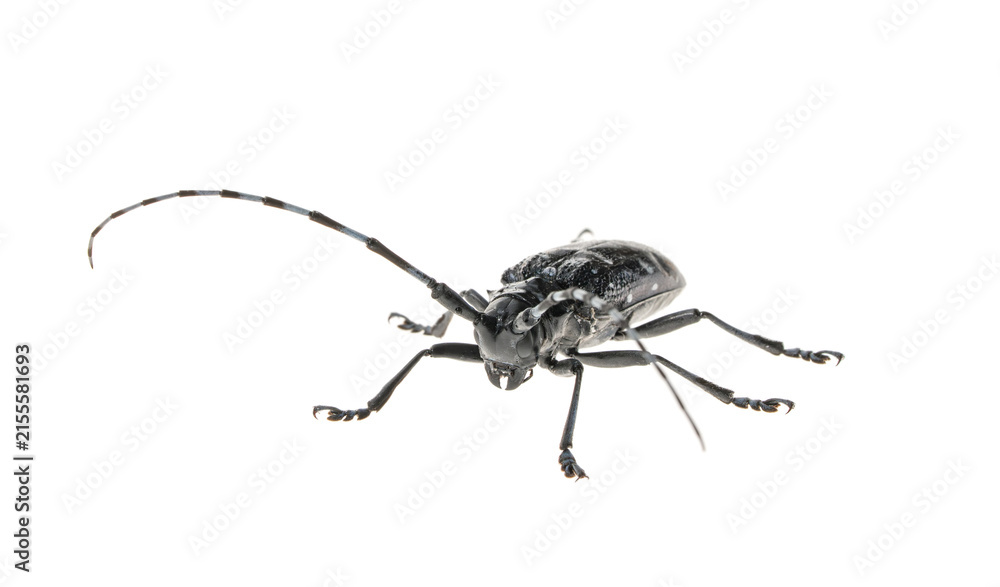 Obraz premium Adult Asian Longhorned Beetle, or starry sky, or sky beetle, or ALB isolated on white