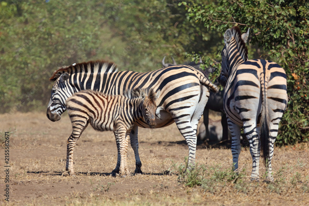 Obraz premium Steppenzebra / Burchell's zebra / Equus quagga burchellii
