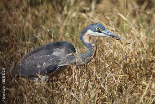 Quadro su tela Schwarzhalsreiher / Black-headed heron / Ardea melanocephala