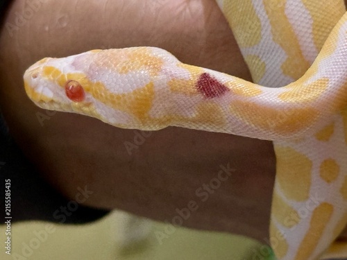 Foto Close-Up Portrait of an Albino Ball Python with Red Eyes