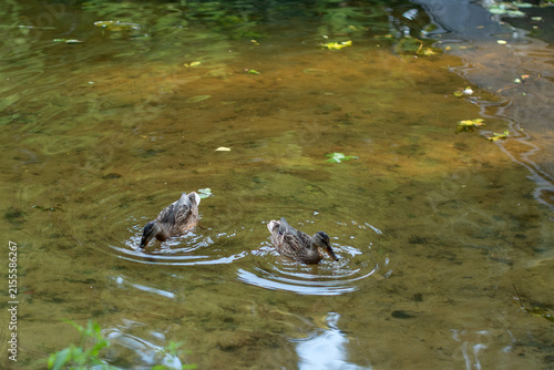 Fotografie Two brown ducks swim in a clear pond