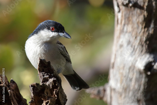 Fotografie Schneeballwürger / Black-backed puffback / Dryoscopus cubla