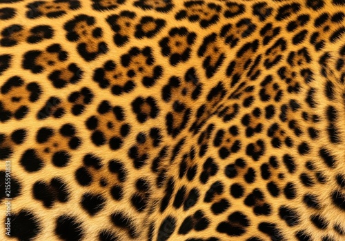 Closeup texture of leopard fur pattern